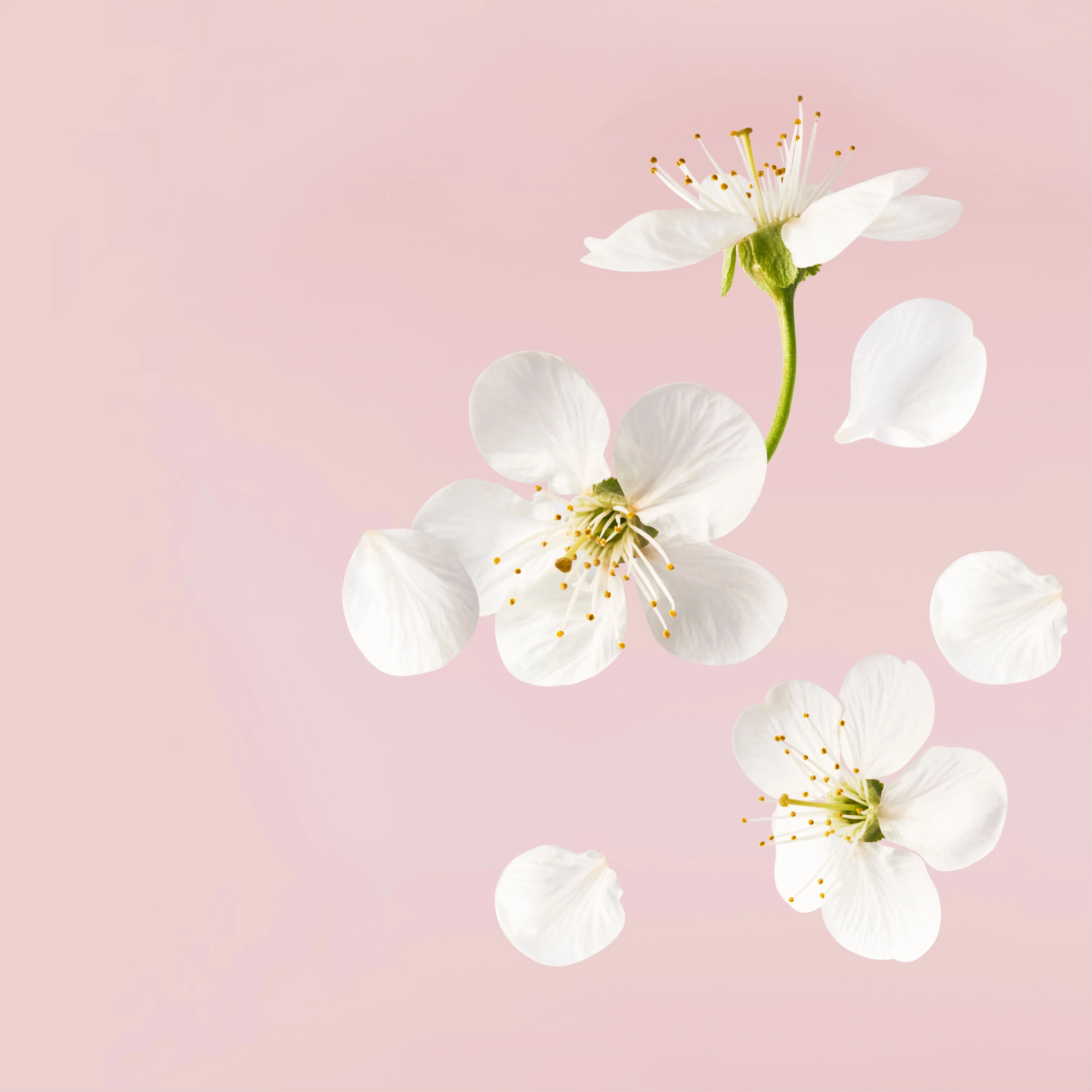 NO. 1108 Fragrance Oil for Soaps & Candles - Inspired by: Cherry Blossom by Bath & Body Works - Image 2