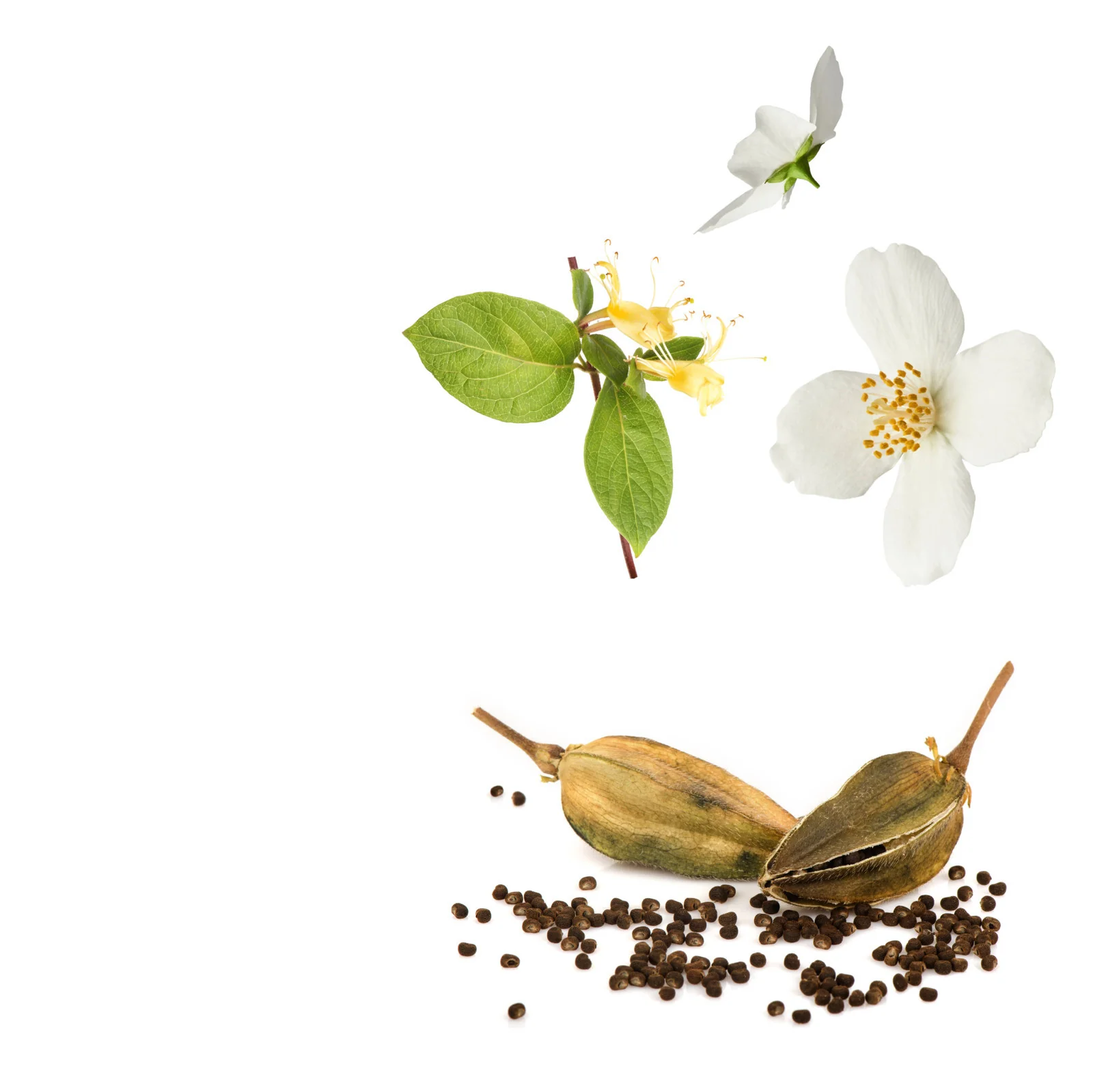 NO. 1300 Fragrance Oil for Cold Air Diffusers - Inspired by: Another 13 by Le Labo - Image 2