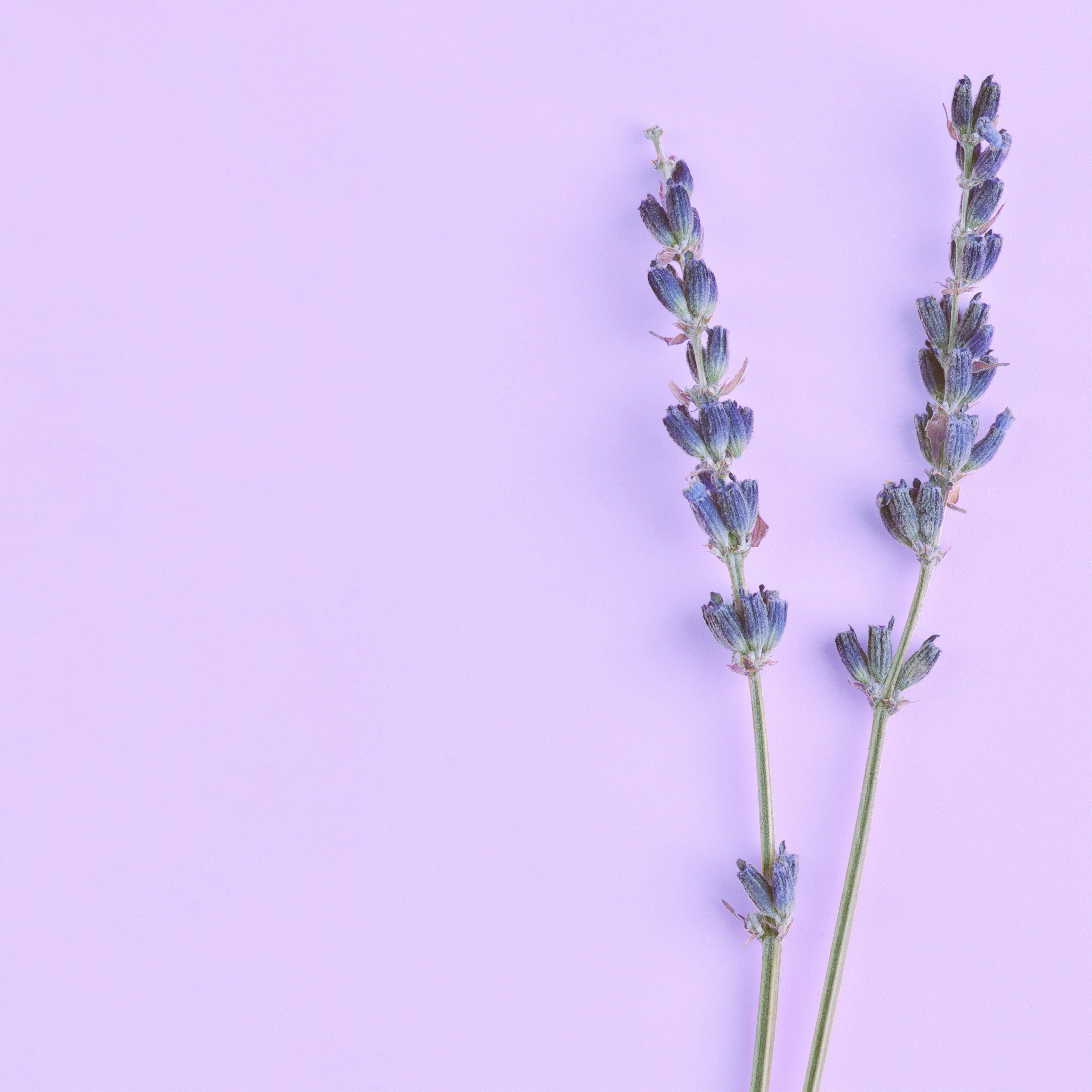 NO. 46 Fragrance Oil for Soaps & Candles - Lavender - Image 2