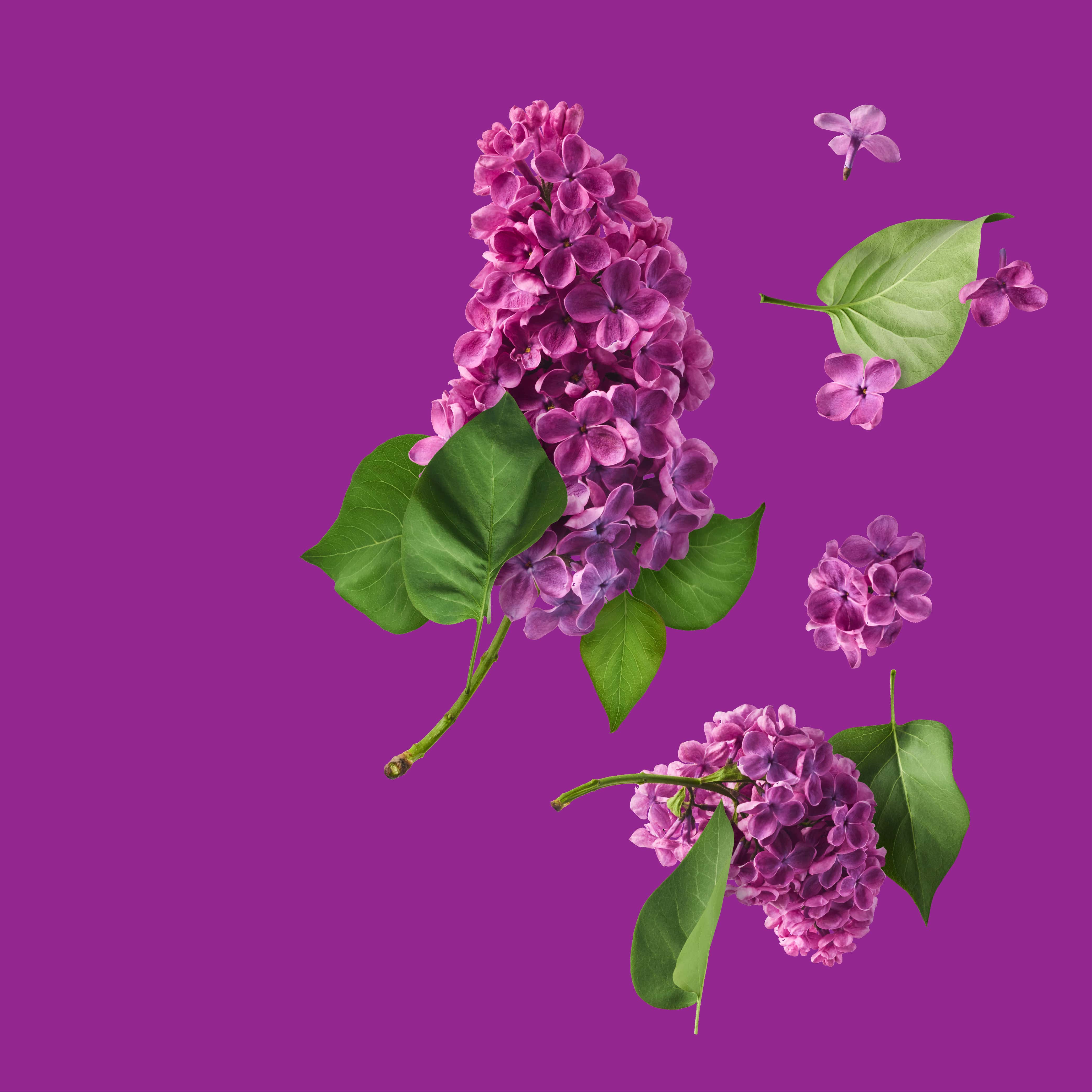 NO. 49 Fragrance Oil for Cold Air Diffusers - Lilac Blossom - Image 2